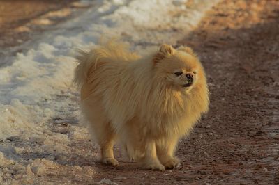 Dogs running on snow