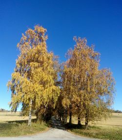 Trees against clear blue sky during autumn