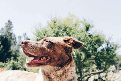 Close-up of dog against trees