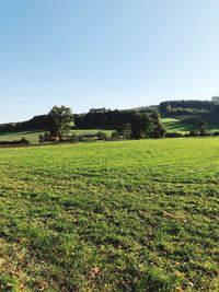 Scenic view of field against clear sky