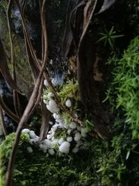 Close-up of moss growing on tree trunk