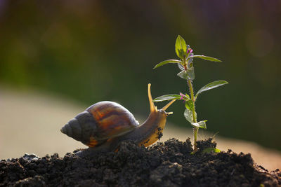 Close-up of a flower and snail