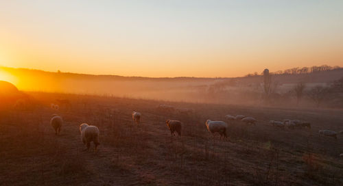 Flock of sheep grazing in a field