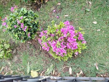 Pink flowers blooming in park