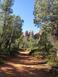 View of trees along plants