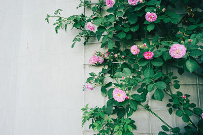 Pink flowering plant against wall