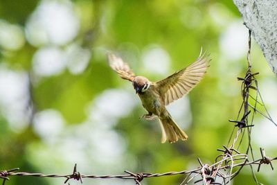 Low angle view of bird flying