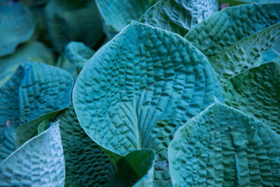 Full frame shot of succulent plant