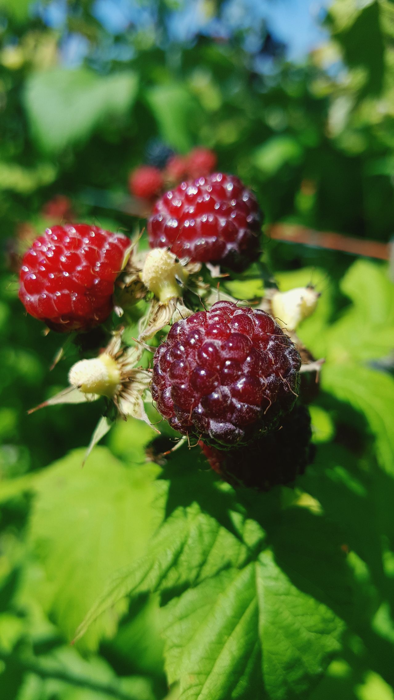 Fruit, raspberries,