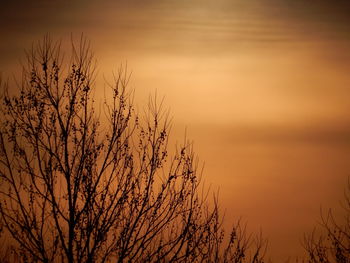 Low angle view of bare trees against sky at sunset