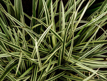 Full frame shot of plants growing on field