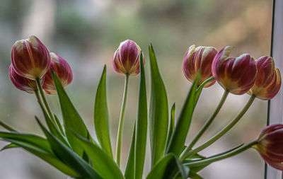 Close-up of pink tulips