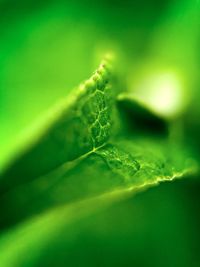 Close-up of fresh green plant