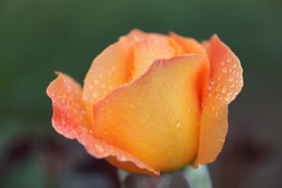 Close-up of wet orange rose flower