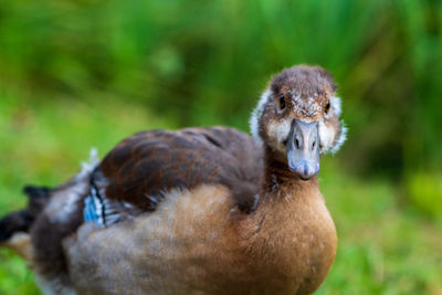 Close-up portrait of a young bird on land