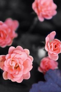 Close-up of pink flowers blooming outdoors