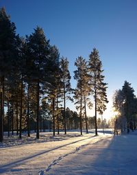 Trees on snow covered field against clear blue sky