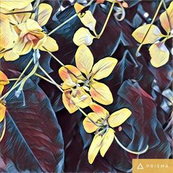 Close-up of flowers against blurred background