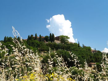 Plants on landscape against blue sky