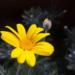 Close-up of yellow flower