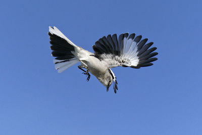 Low angle view of bird flying