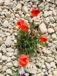 High angle view of red rose on pebbles