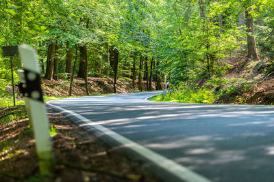 Road amidst trees in forest