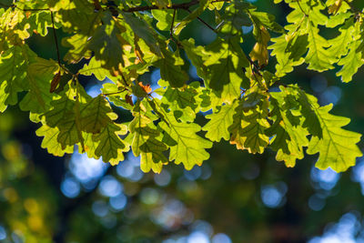 Close-up of leaves on tree