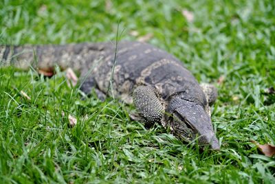 Close-up of reptile on field