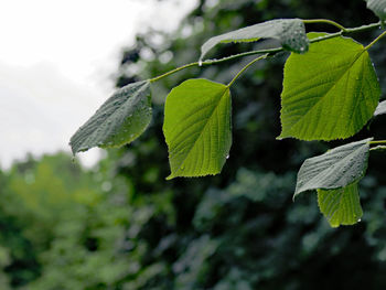 Close-up of raindrops on leaves