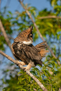 Close-up of bird perching on branch