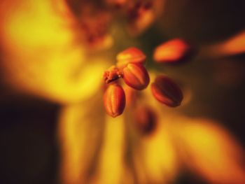 Close-up of orange flower on plant