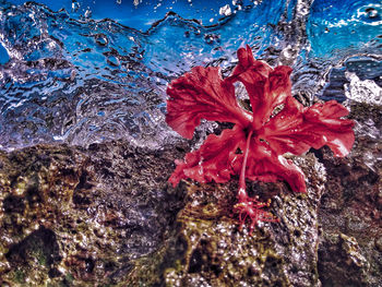 Close-up of red rose on rock