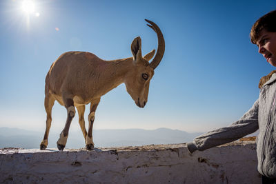 Boy standing by deer against clear sky