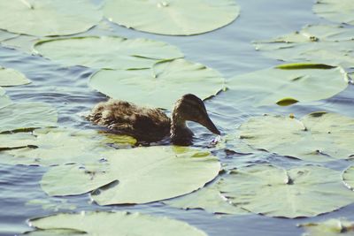 High angle view of duck swimming in lake