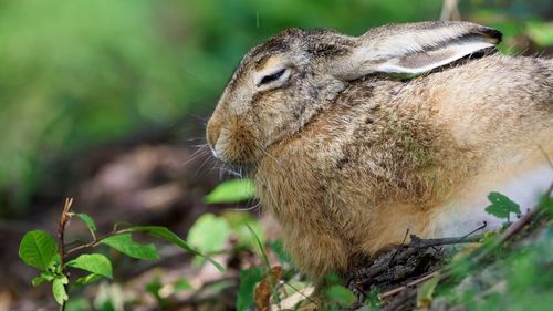 Close-up of hare on field