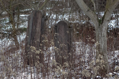 Low angle view of trees