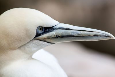 Close-up of gannet