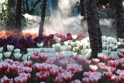 Close-up of multi colored flowering plants