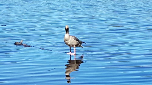 Ducks on a lake