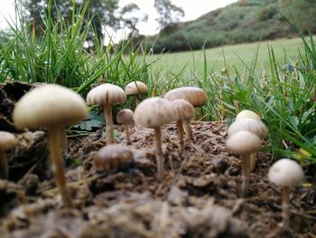Close-up of mushrooms growing on field
