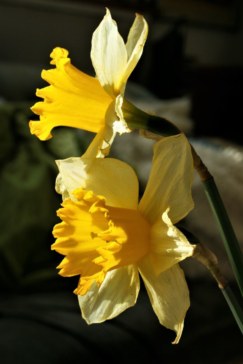 CLOSE-UP OF YELLOW DAFFODIL WITH WATER LILY