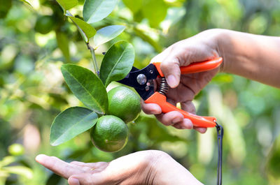 Hand with scissor harvested lime in organic orchard.