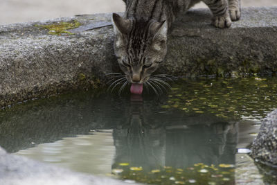 Cat drinking water from a lake