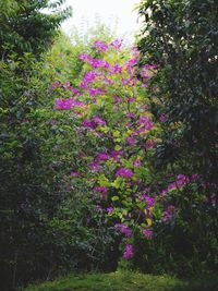 Pink flowers blooming on tree