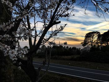 Bare trees at sunset