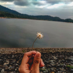 Cropped hand holding red flowering plant against sky