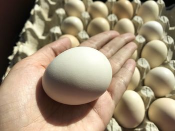 Close-up of hand holding eggs