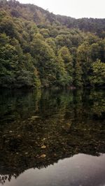 Scenic view of lake amidst trees in forest