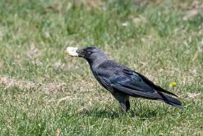 Close-up of a bird on field